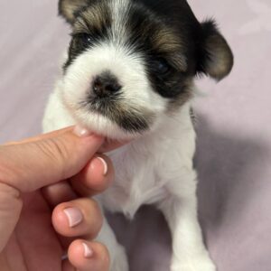 Rimma Biewer Yorkshire Terrier