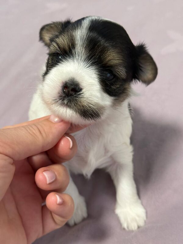 Rimma Biewer Yorkshire Terrier