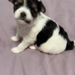 Rimma-female-Biewer-puppy-for-sale-3