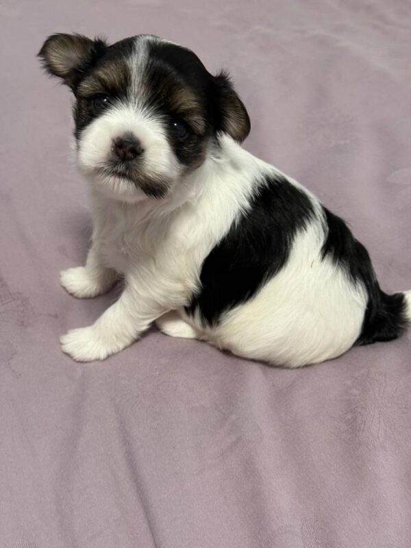 Rimma Biewer Yorkshire Terrier