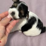 Rimma-female-Biewer-puppy-for-sale-4
