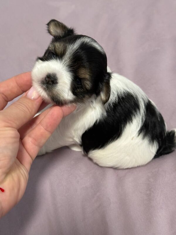 Rimma Biewer Yorkshire Terrier