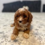 Rocco-male-cavapoo-puppy-for-sale- (1)