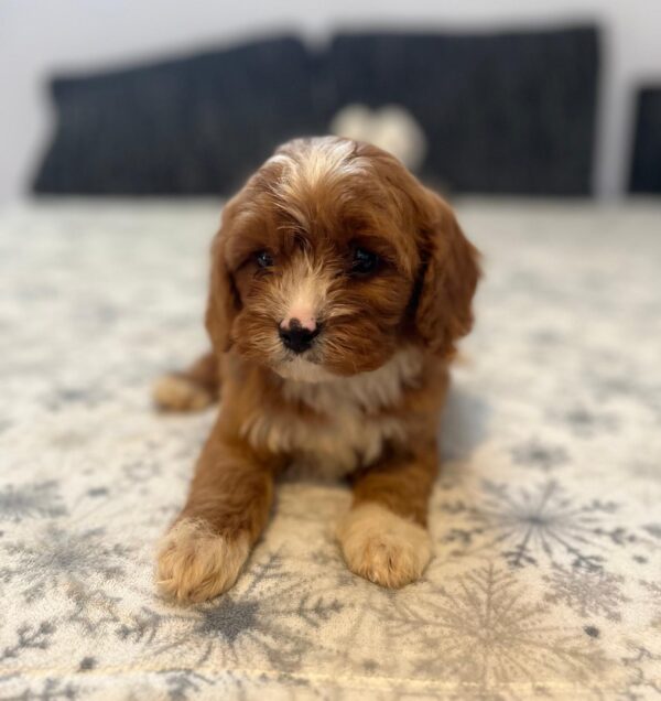 Rocco Cavapoo