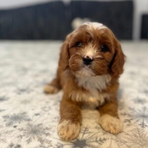 Rocco Cavapoo