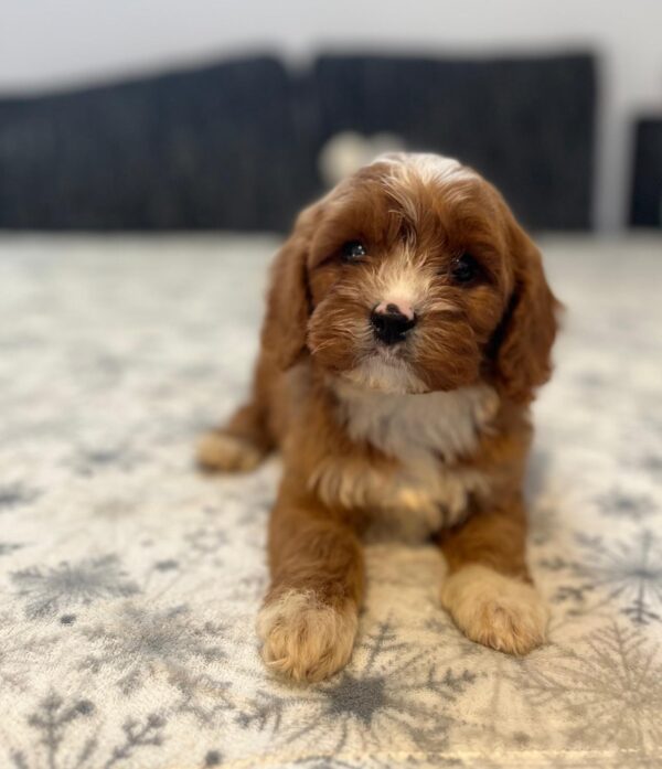 Rocco Cavapoo