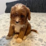 Rocco-male-cavapoo-puppy-for-sale- (3)