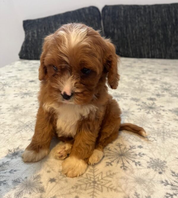 Rocco Cavapoo