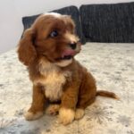 Rocco-male-cavapoo-puppy-for-sale- (4)