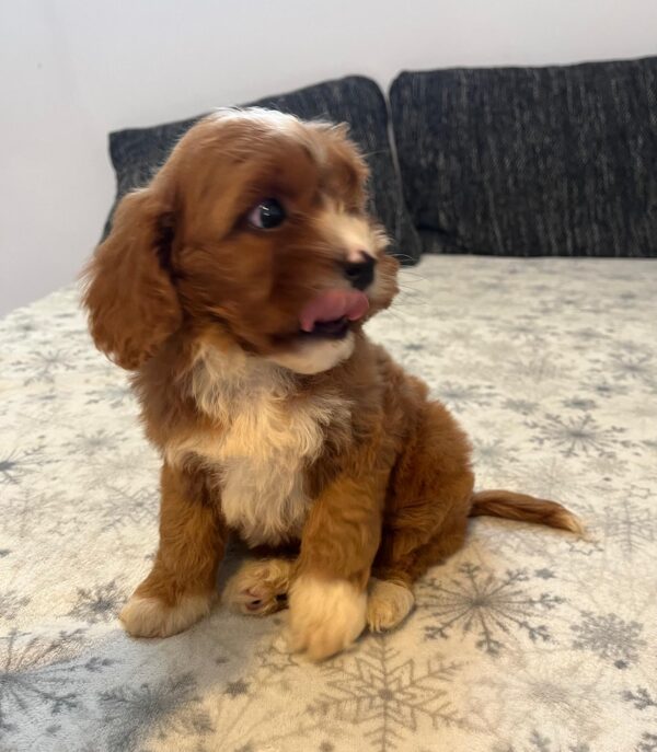 Rocco Cavapoo