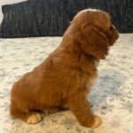 Rocco-male-cavapoo-puppy-for-sale- (5)