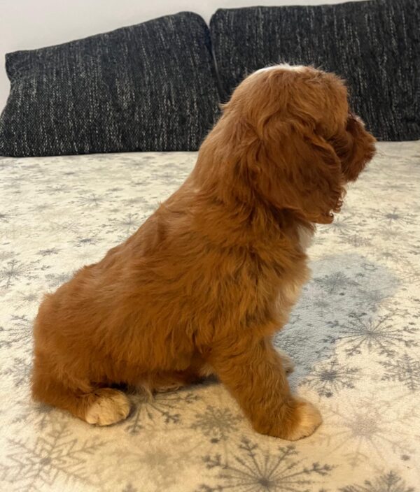 Rocco Cavapoo