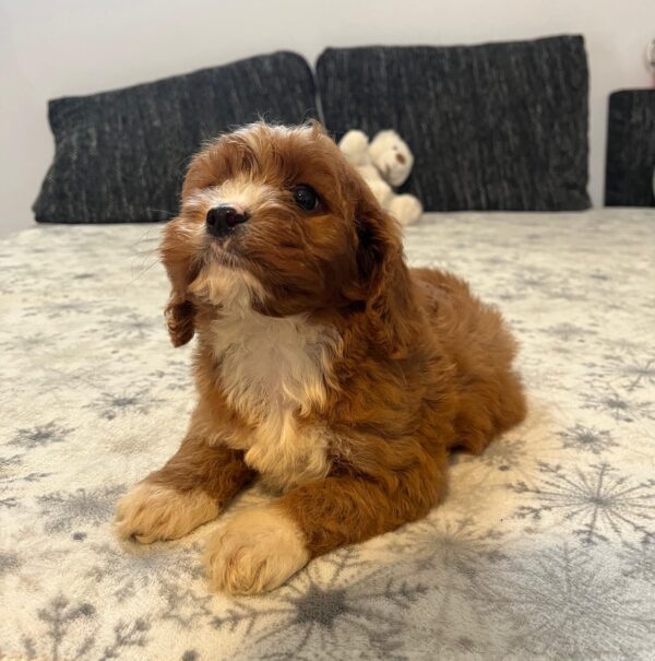 Rocco Cavapoo