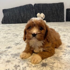 Rocco Cavapoo