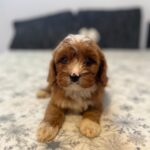 Rocco-male-cavapoo-puppy-for-sale- (8)