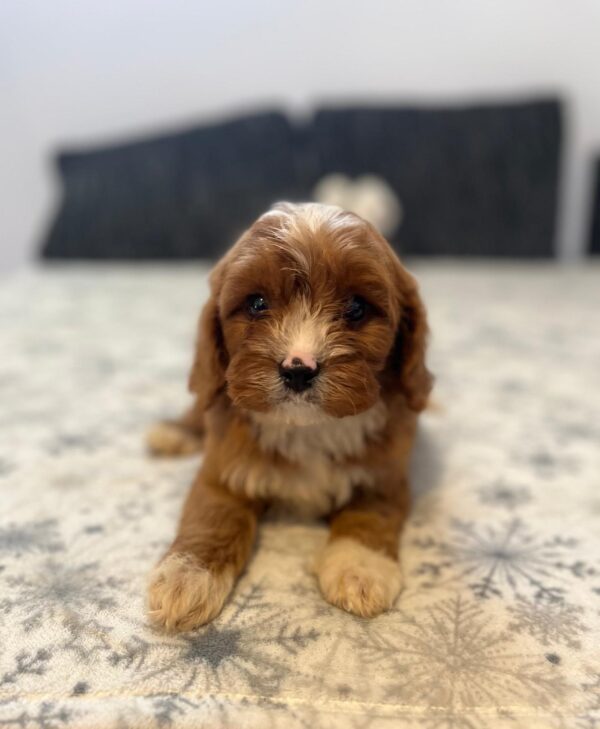 Rocco Cavapoo
