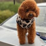 Rocky-male-Toy-Poodle-puppy-for-sale-1