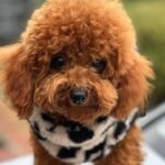 Rocky-male-Toy-Poodle-puppy-for-sale-2