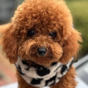 Rocky Toy Poodle