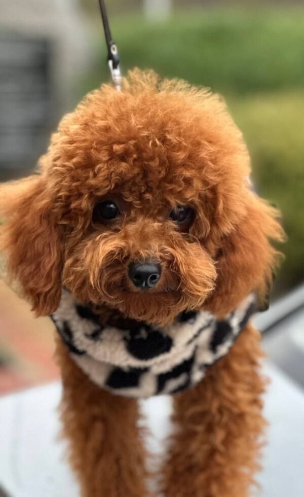 Rocky Toy Poodle
