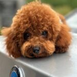 Rocky-male-Toy-Poodle-puppy-for-sale-3