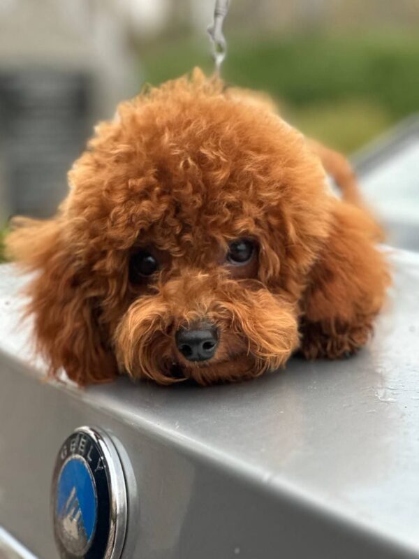 Rocky Toy Poodle
