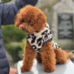 Rocky-male-Toy-Poodle-puppy-for-sale-4