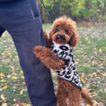 Rocky-male-Toy-Poodle-puppy-for-sale-5