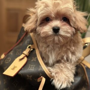 Romeo Maltipoo