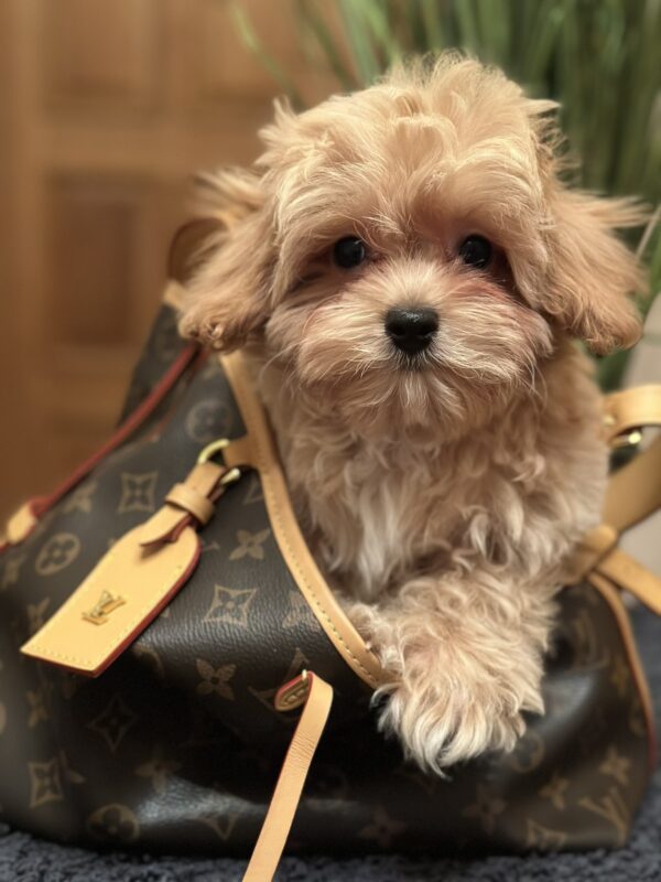 Romeo Maltipoo