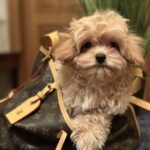 Romeo-male-maltipoo-puppy-for-sale-1 (2)