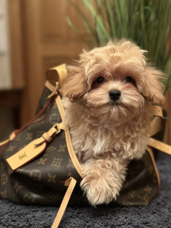 Romeo Maltipoo