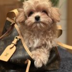 Romeo-male-maltipoo-puppy-for-sale-1 (3)