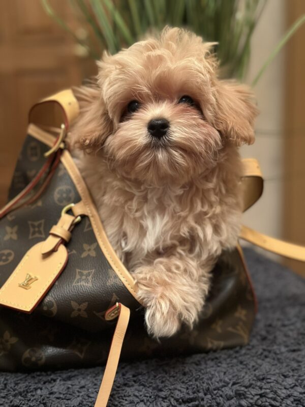 Romeo Maltipoo