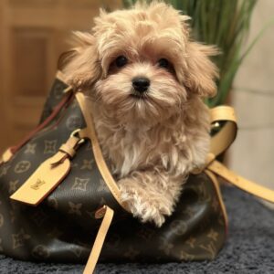 Romeo Maltipoo