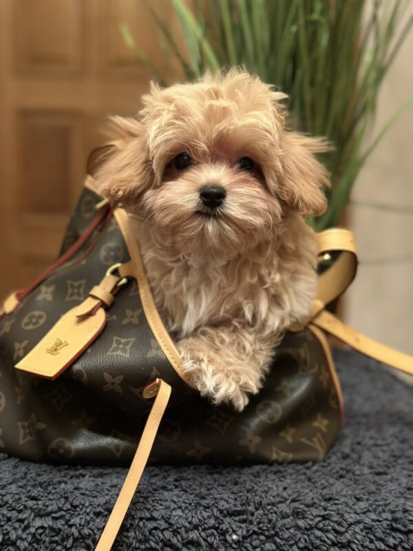Romeo Maltipoo