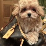 Romeo-male-maltipoo-puppy-for-sale-1 (5)