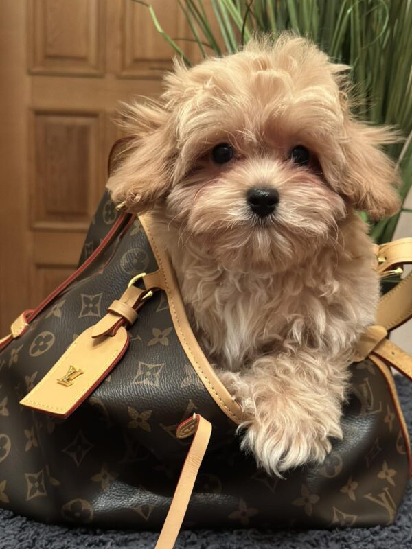Romeo Maltipoo