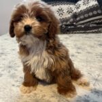 Ronda-female-cavapoo-puppy-for-sale- (1)