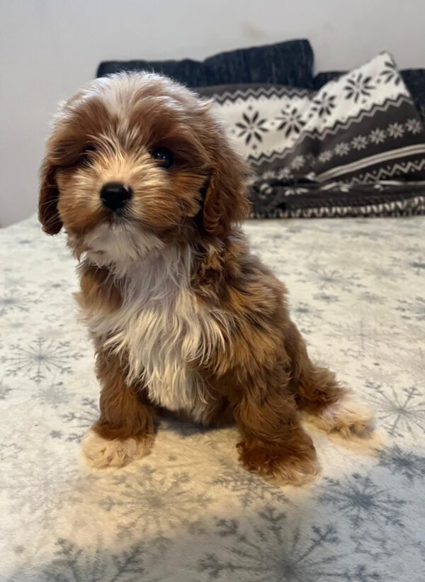 Ronda Cavapoo