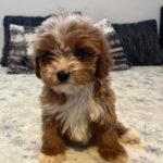 Ronda-female-cavapoo-puppy-for-sale- (2)