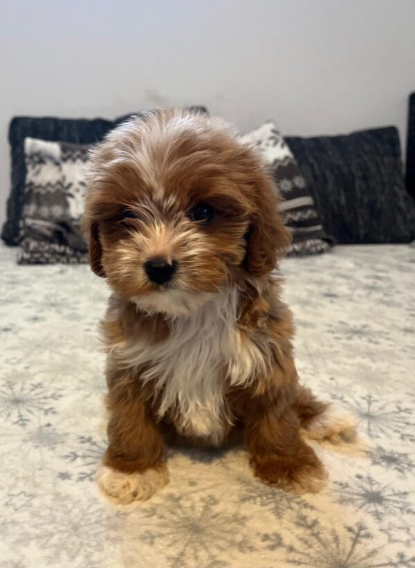 Ronda Cavapoo