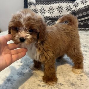 Ronda Cavapoo