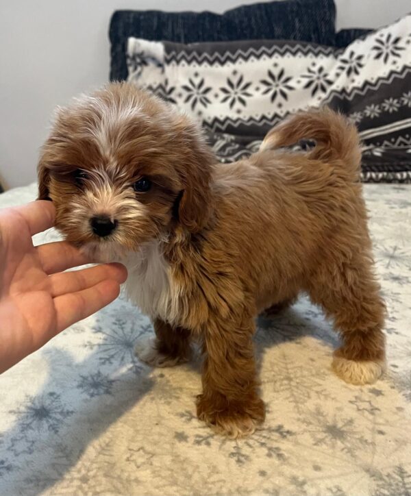 Ronda Cavapoo