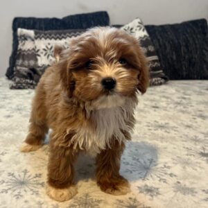 Ronda Cavapoo