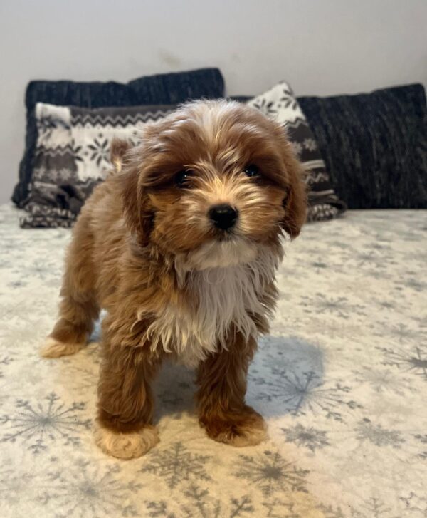 Ronda Cavapoo
