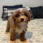 Ronda-female-cavapoo-puppy-for-sale- (5)