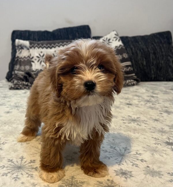 Ronda Cavapoo
