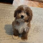 Ronda-female-cavapoo-puppy-for-sale- (6)