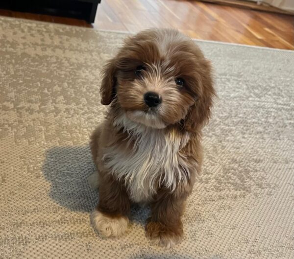 Ronda Cavapoo